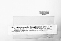 Phoma longissima image
